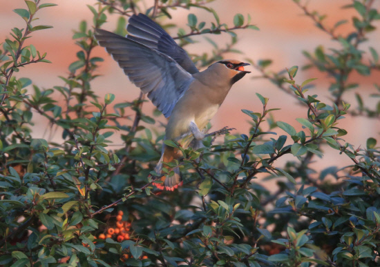 먹이를 물고 날아오르는 홍여새01