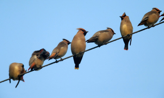 홍여새와 황여새가 전깃줄에 앉아 있다.