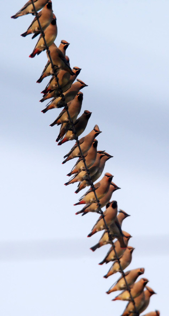전깃줄 앉은 홍여새떼