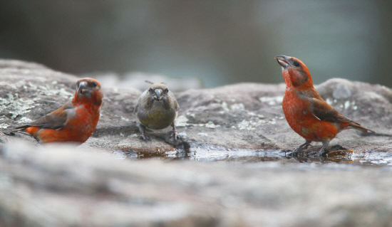 물먹는 솔잣새들