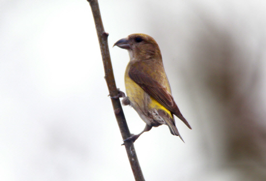 나뭇가지에 앉아 차레를 기다리는 암컷 솔잣새