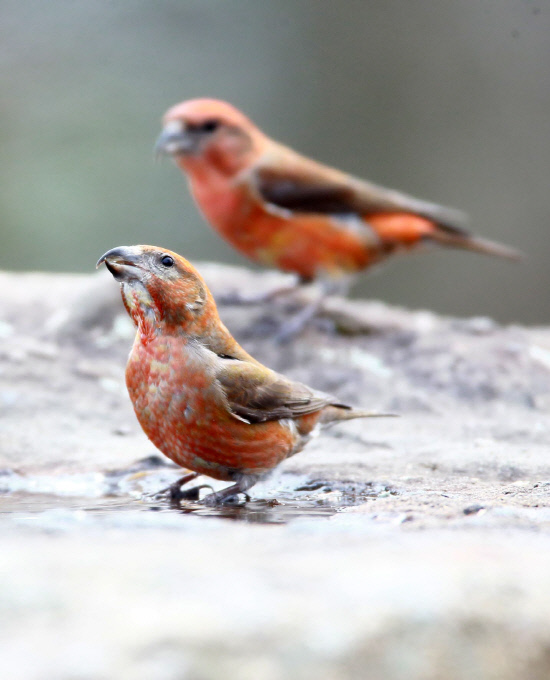 솔잣새 우두머리가 물을때까지 기다리는 수컷