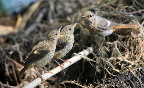 엄마에게 먹이를 달라고 보채은 새끼새들