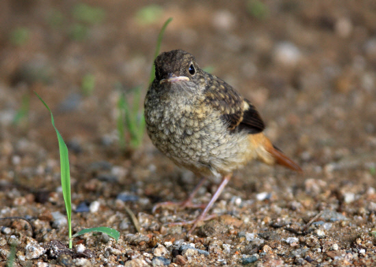땅바닥에서 어미를 기다리는 새끼