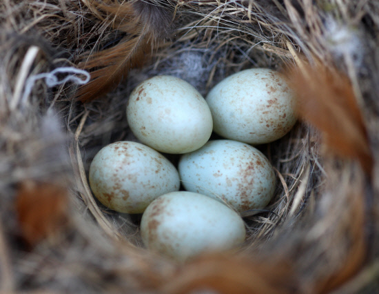 둥지속의 알
