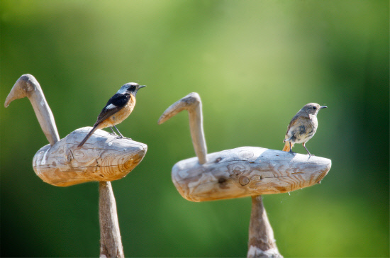 데이트 중인 딱새부부