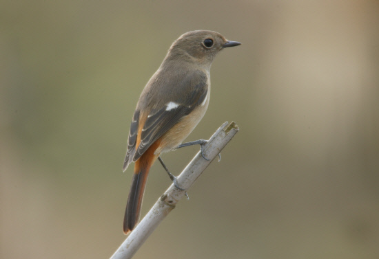 갈대에 앉있는 딱새 암컷