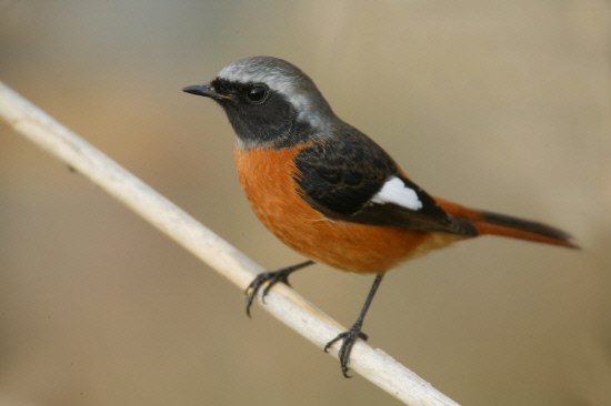 갈대에 앉있는 딱새 수컷