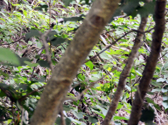 gn20140530둘레길5원부춘 (23)