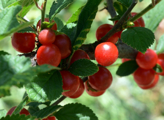 gn20140530둘레길5원부춘 (123)