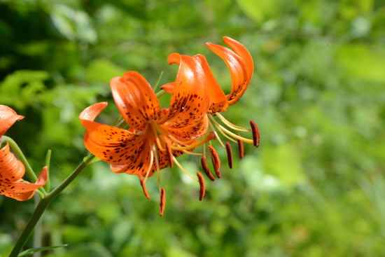 20140614지리산둘레길 송정-오미마을7 (14)