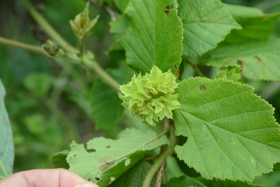 gn20140621지리산둘레길8오미 방광마을 (69)