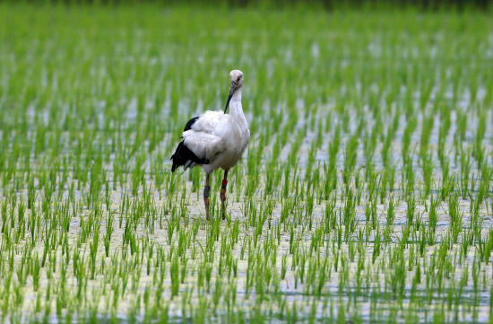 깃털을 손질하는 황새