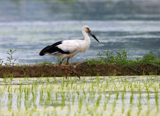 먹이 사냥중인 황새02