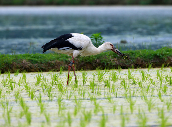 드렁허리를 사냥한 황새01