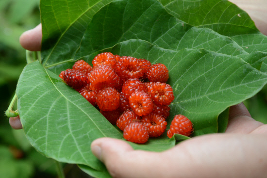 gn20140629지리산둘레길 9 방광마을 산동마을 (178)