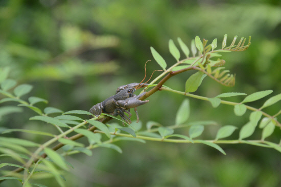 gn20140629지리산둘레길 9 방광마을 산동마을 (175)