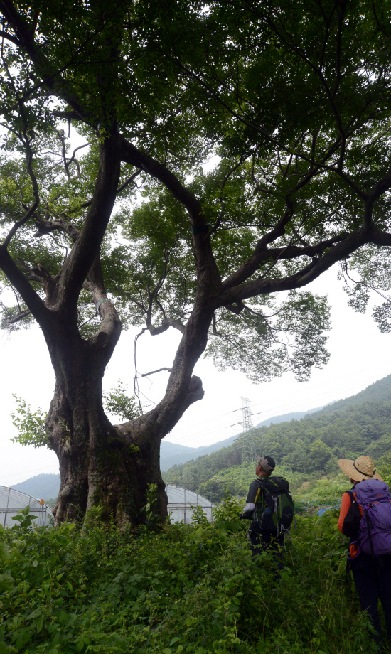 GN20140711 지리산둘레길 11코스 산동마을 주천마을 (92)