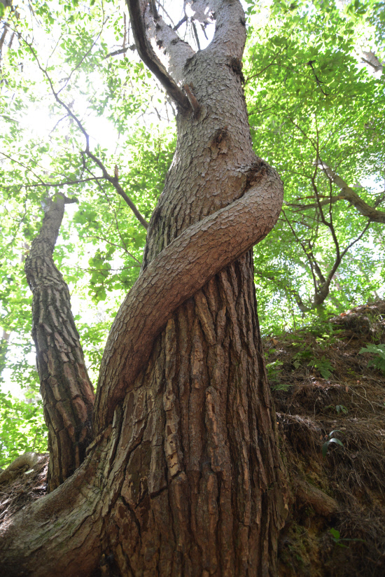 gn20140725지리산둘레길 주천-운봉 12 (74)