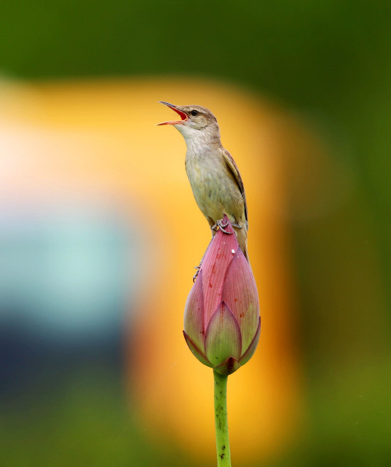 구애노래하는 개개비02