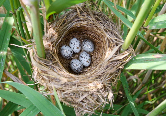 개개비둥지와 알