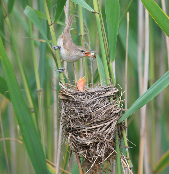 새끼의 배설물을 먹는 개개비
