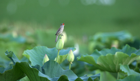 구애노래를 목이 터져라 부러는 개개비