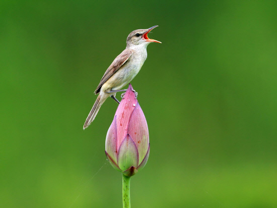 구애노래하는 개개비01