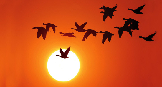 쇠기러기의 환상비행-1